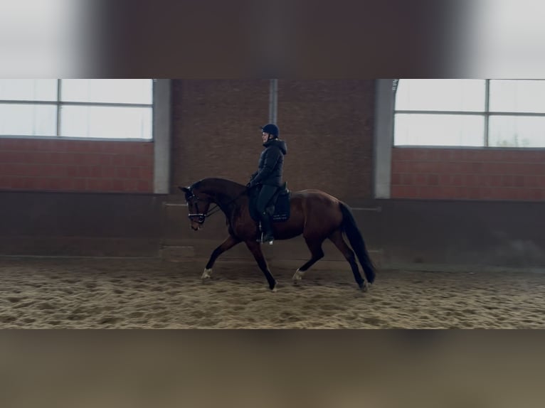 Hannoveraner Stute 7 Jahre 169 cm Brauner in Langwedel