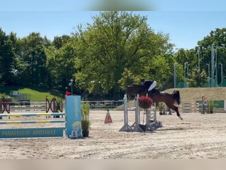 Hannoveraner Stute 7 Jahre 169 cm Dunkelbrauner in Siedenburg