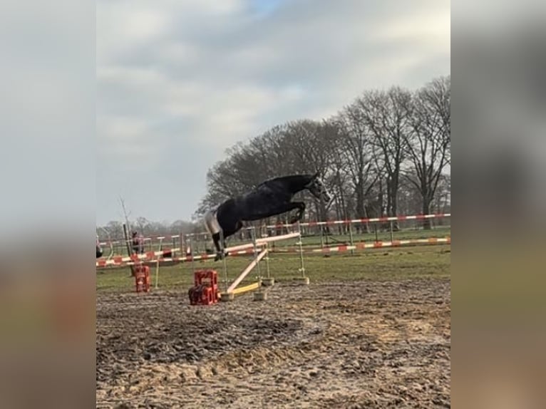 Hannoveraner Stute 7 Jahre 169 cm Rappschimmel in Ladbergen