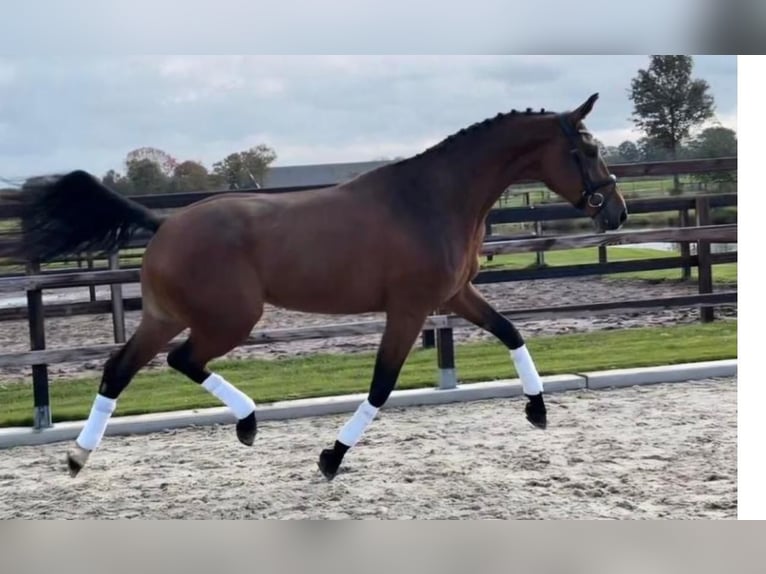Hannoveraner Stute 7 Jahre 170 cm Brauner in Welden