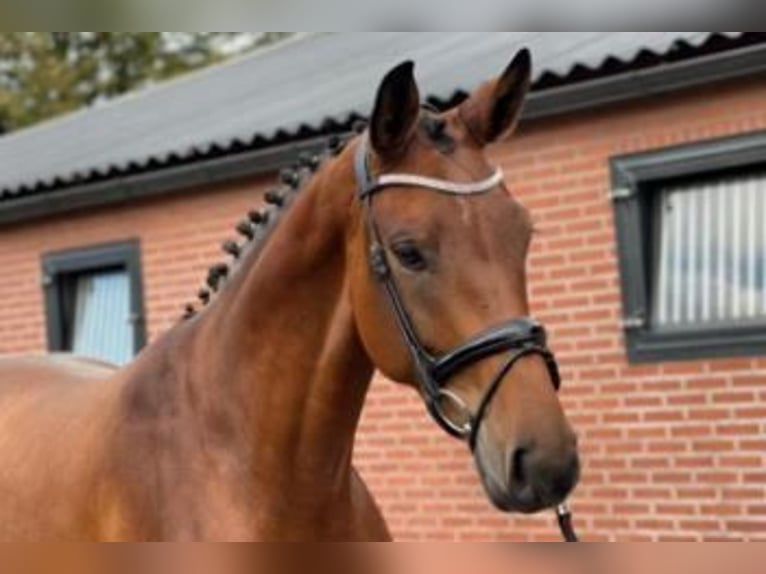 Hannoveraner Stute 7 Jahre 170 cm Brauner in Welden