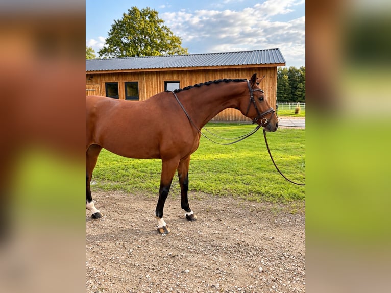 Hannoveraner Stute 7 Jahre 170 cm Brauner in Seevetal