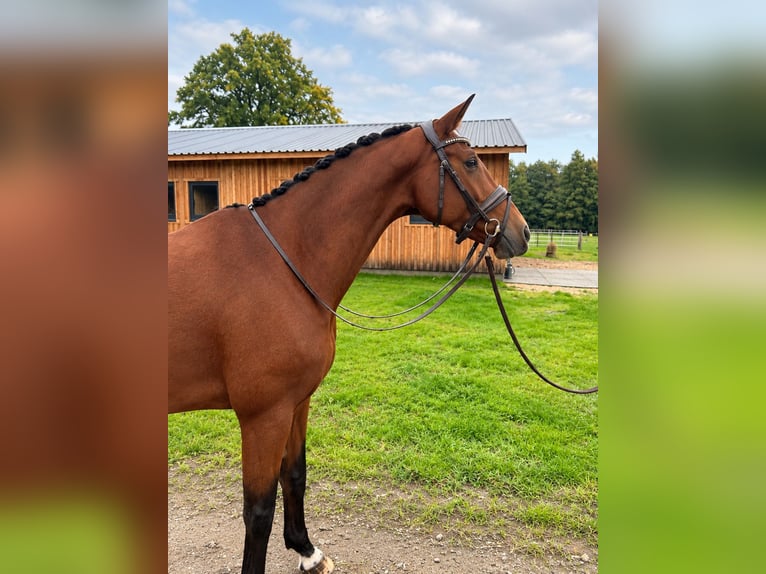 Hannoveraner Stute 7 Jahre 170 cm Brauner in Seevetal