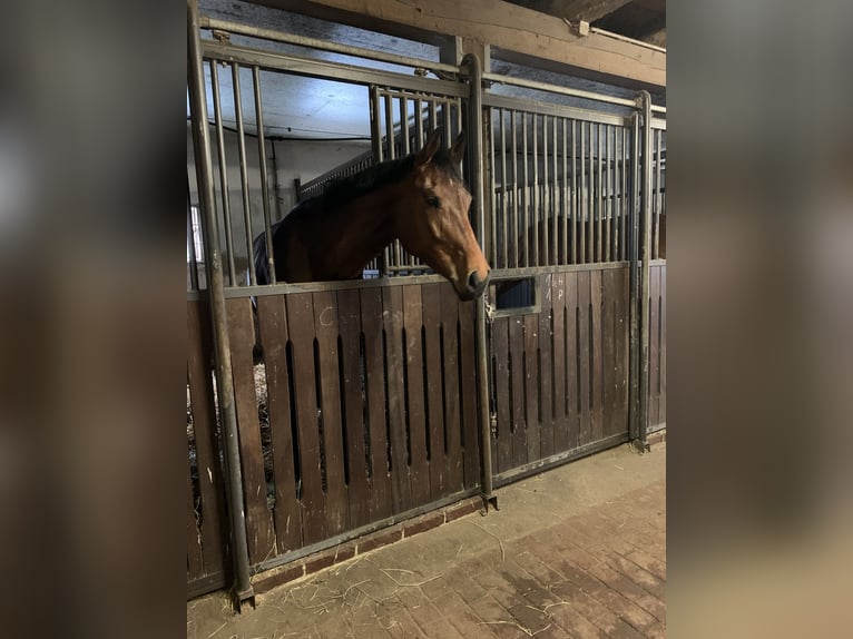 Hannoveraner Stute 7 Jahre 170 cm Brauner in Cloppenburg
