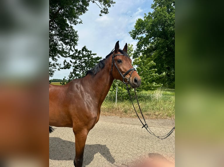 Hannoveraner Stute 7 Jahre 170 cm Brauner in Cloppenburg