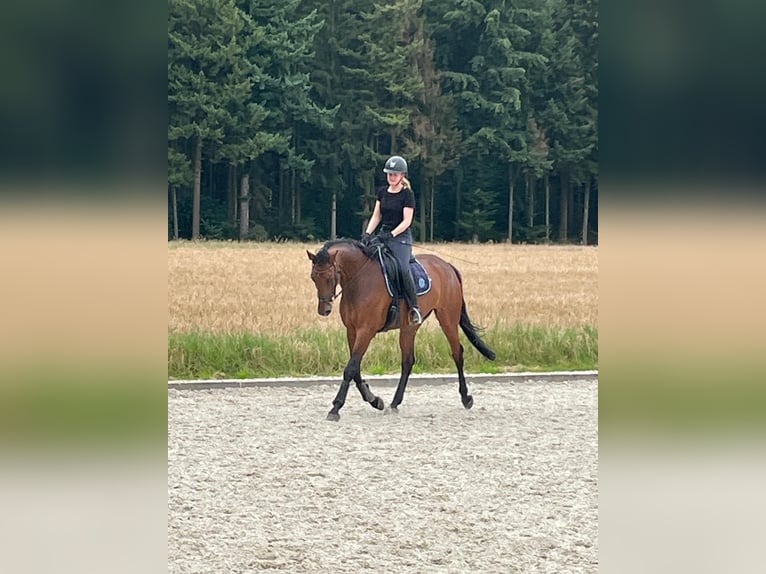 Hannoveraner Stute 7 Jahre 170 cm Brauner in Cloppenburg