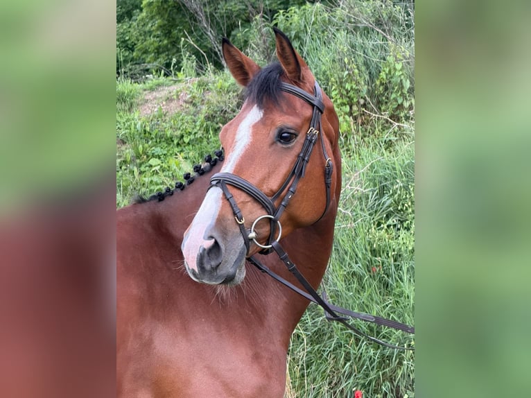 Hannoveraner Stute 7 Jahre 170 cm Brauner in Gundelfingen an der Donau