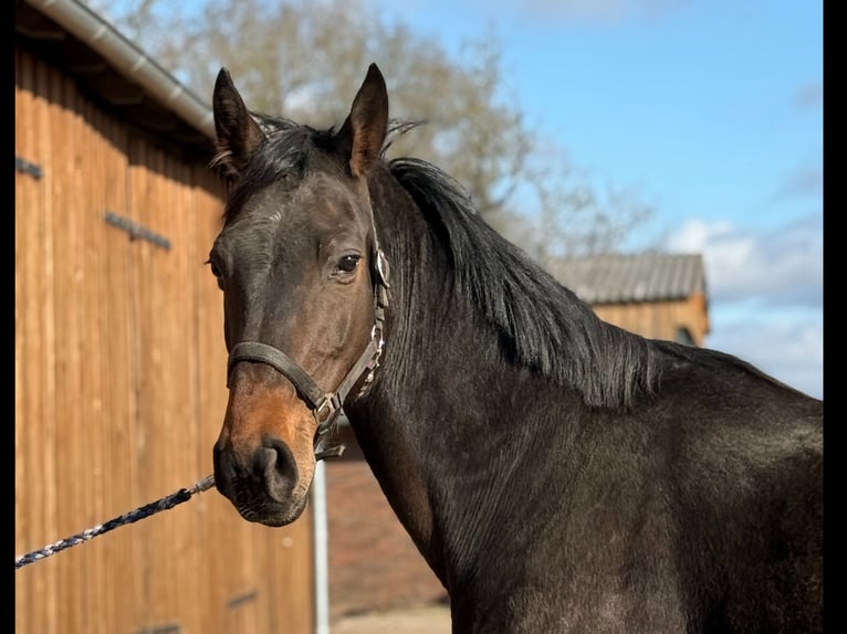 Hannoveraner Stute 7 Jahre 170 cm Dunkelbrauner in GROTE-BROGEL