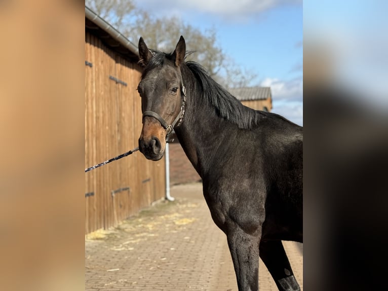 Hannoveraner Stute 7 Jahre 170 cm Dunkelbrauner in GROTE-BROGEL