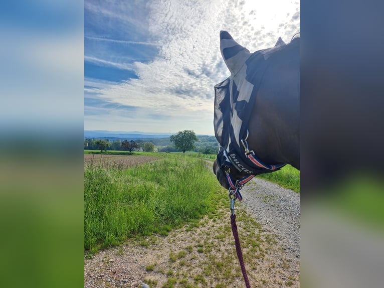 Hannoveraner Stute 7 Jahre 170 cm Dunkelbrauner in Weil am Rhein