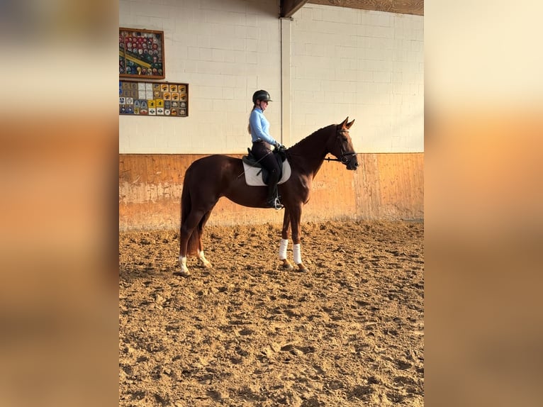 Hannoveraner Stute 7 Jahre 170 cm Fuchs in Verden (Aller)