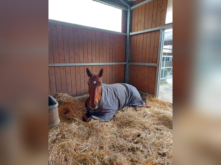 Hannoveraner Stute 7 Jahre 170 cm Fuchs in Wiesbaden