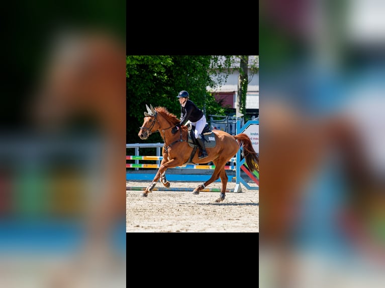 Hannoveraner Stute 7 Jahre 170 cm Fuchs in Wiesbaden