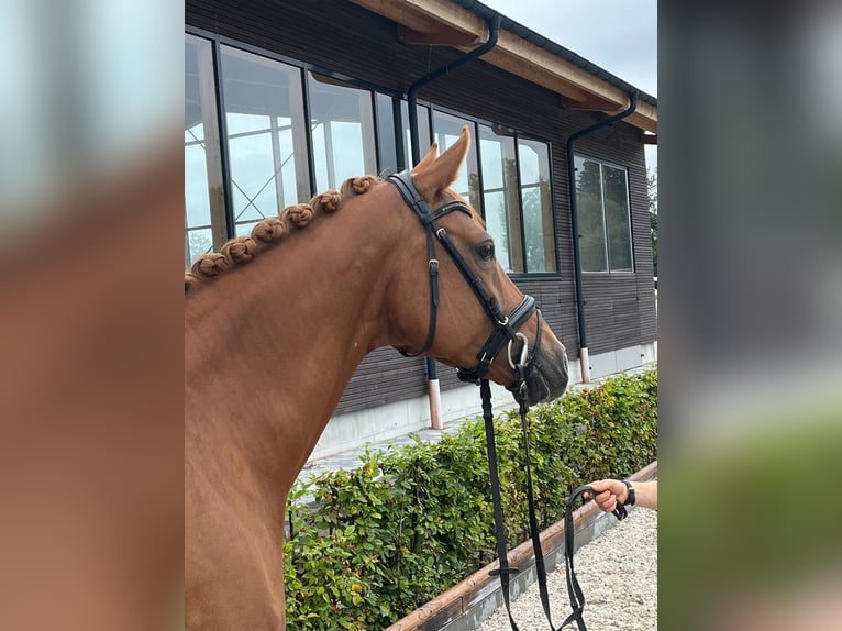 Hannoveraner Stute 7 Jahre 170 cm Fuchs in Bad Boll