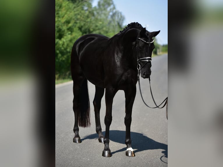 Hannoveraner Stute 7 Jahre 170 cm Rappe in Csabacs&#x171;d