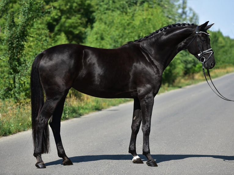 Hannoveraner Stute 7 Jahre 170 cm Rappe in Csabacs&#x171;d