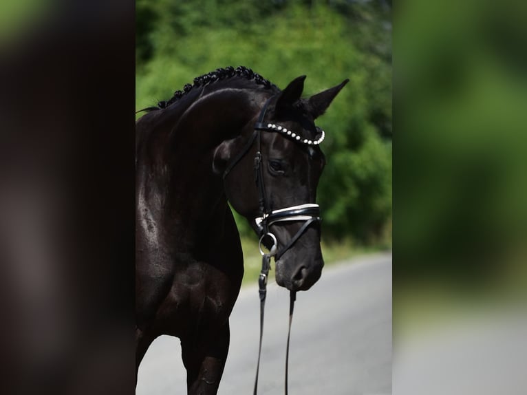 Hannoveraner Stute 7 Jahre 170 cm Rappe in Csabacs&#x171;d