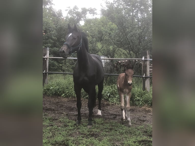 Hannoveraner Stute 7 Jahre 170 cm Schwarzbrauner in Glaubitz