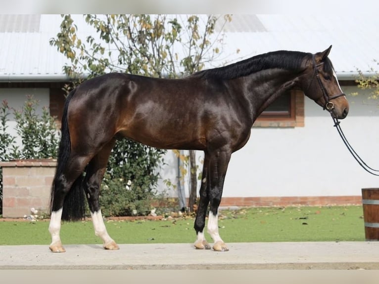 Hannoveraner Stute 7 Jahre 171 cm Brauner in Murska Soboda