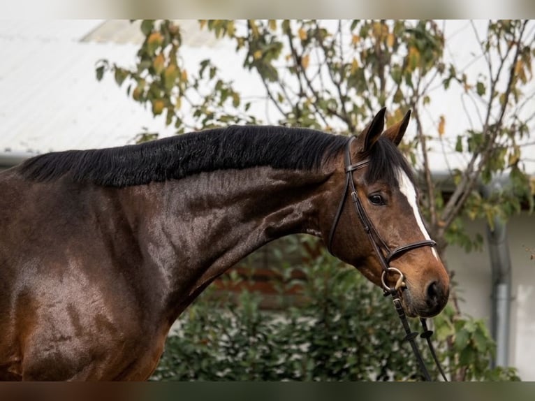 Hannoveraner Stute 7 Jahre 171 cm Brauner in Murska Soboda
