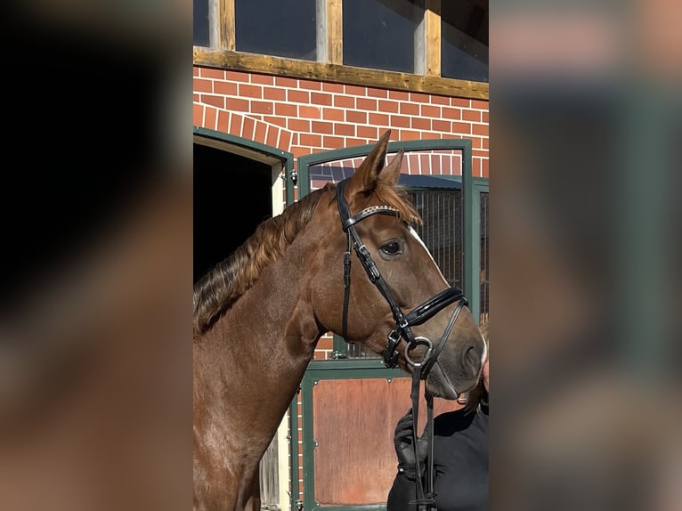 Hannoveraner Stute 7 Jahre 171 cm Dunkelfuchs in Sulingen