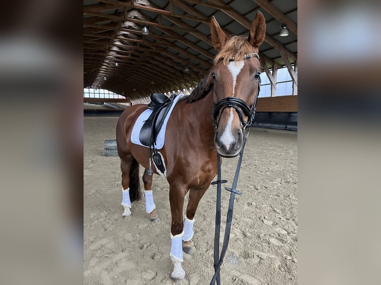 Hannoveraner Stute 7 Jahre 171 cm Dunkelfuchs in Sulingen