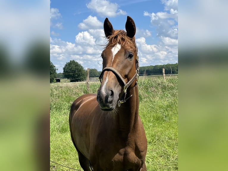 Hannoveraner Stute 7 Jahre 171 cm Dunkelfuchs in Sulingen
