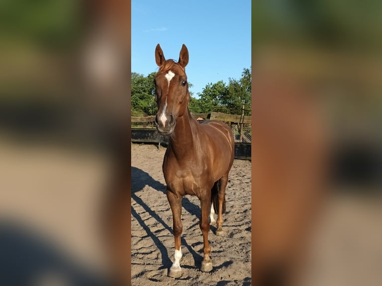 Hannoveraner Stute 7 Jahre 171 cm Dunkelfuchs in Sulingen