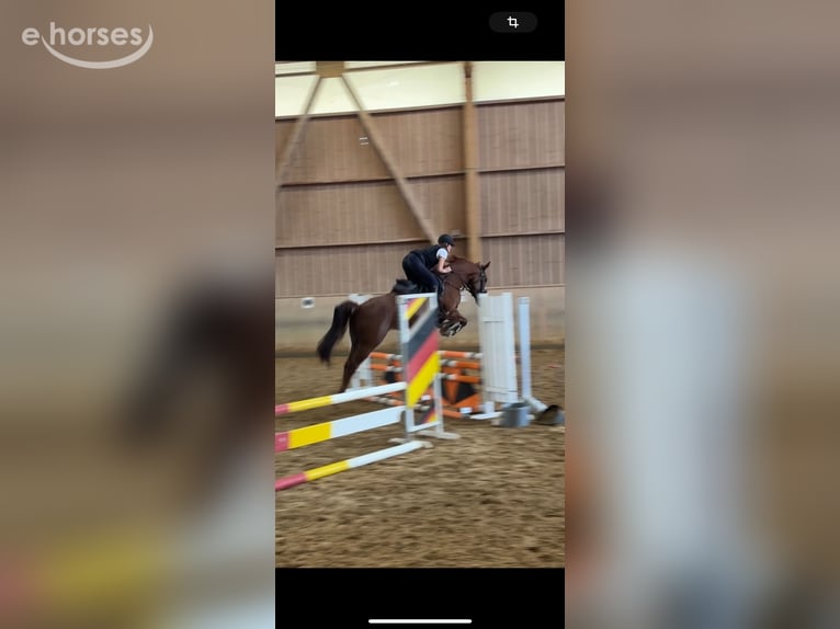 Hannoveraner Stute 7 Jahre 171 cm Fuchs in FriedrichshafenFriedrichshafen