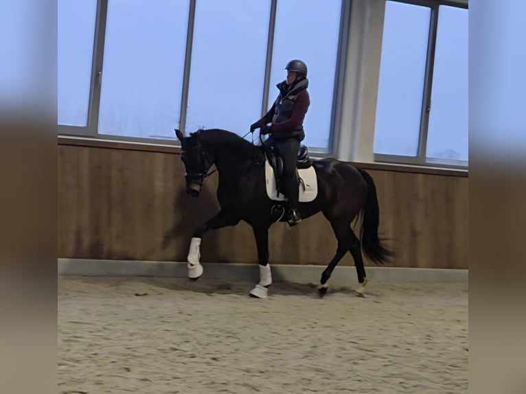 Hannoveraner Stute 7 Jahre 171 cm Schwarzbrauner in AachenAachen