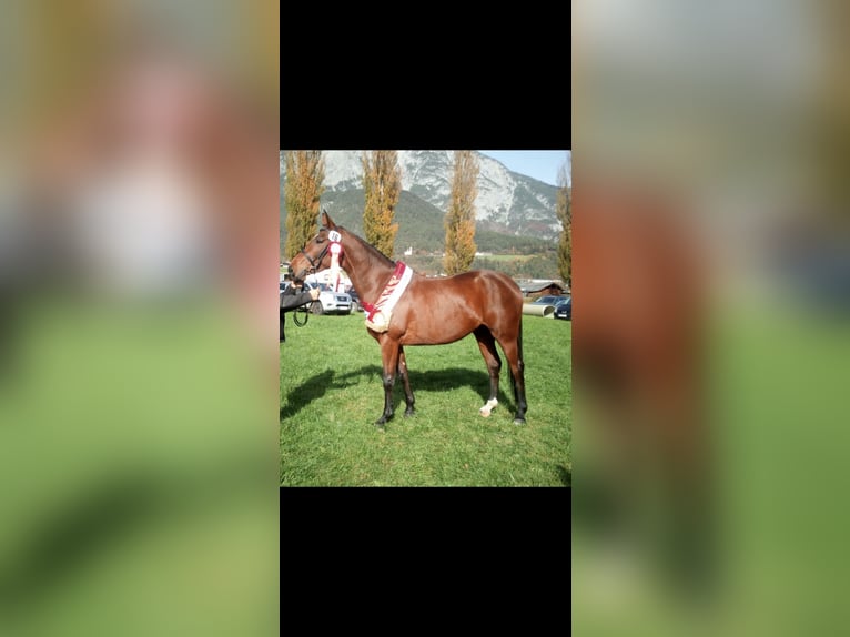 Hannoveraner Stute 7 Jahre 172 cm Brauner in Innsbruck