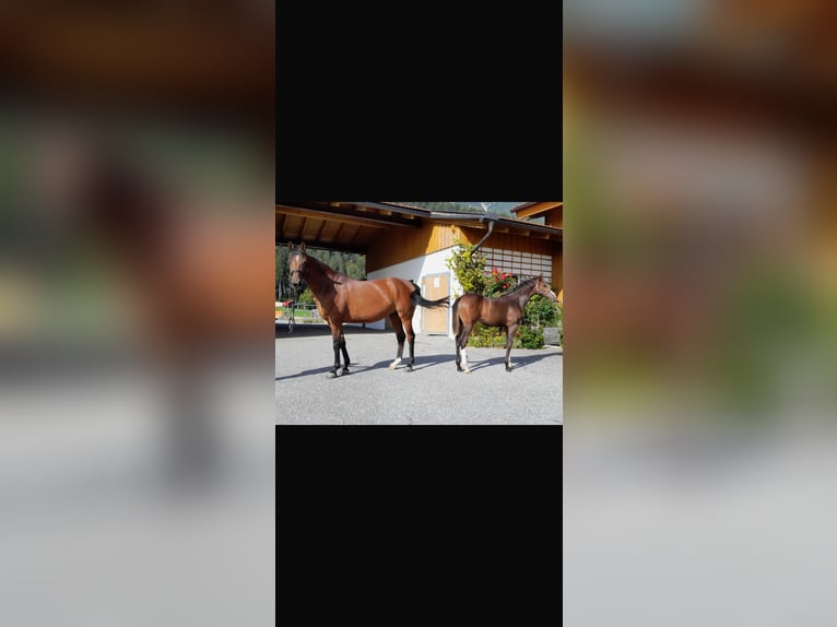 Hannoveraner Stute 7 Jahre 172 cm Brauner in Innsbruck