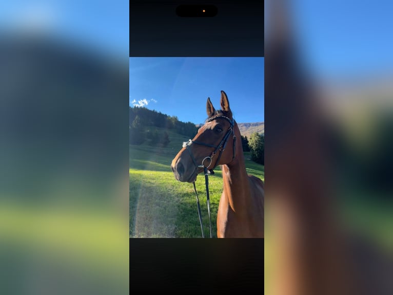 Hannoveraner Stute 7 Jahre 172 cm Brauner in Innsbruck