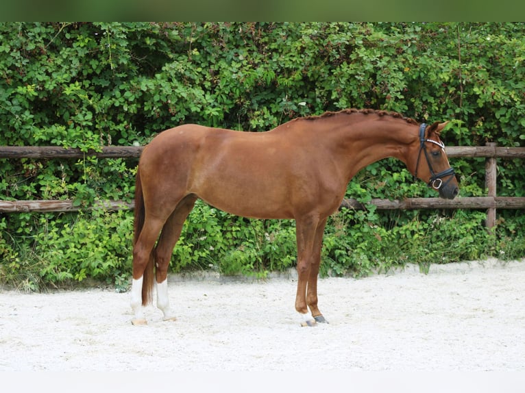 Hannoveraner Stute 7 Jahre 172 cm Fuchs in Griesheim