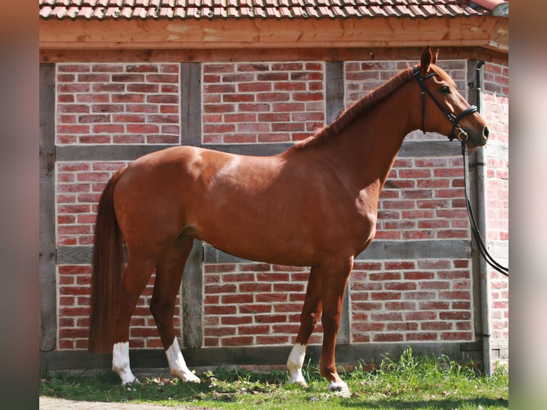 Hannoveraner Stute 7 Jahre 172 cm Fuchs in Lüneburg