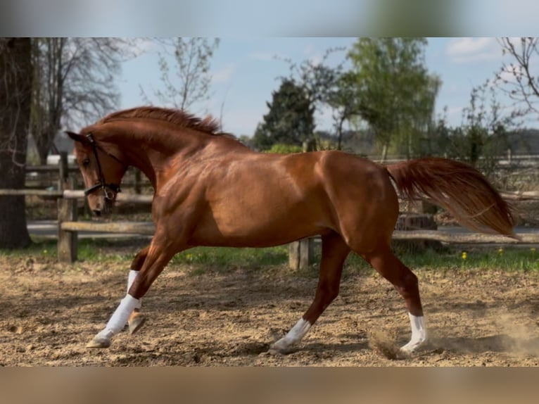 Hannoveraner Stute 7 Jahre 172 cm Fuchs in Lüneburg