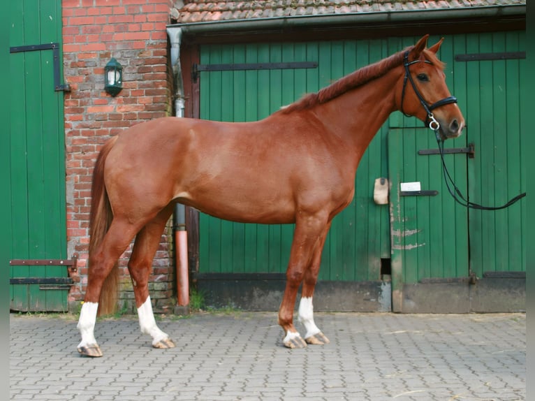 Hannoveraner Stute 7 Jahre 172 cm Fuchs in Lüneburg