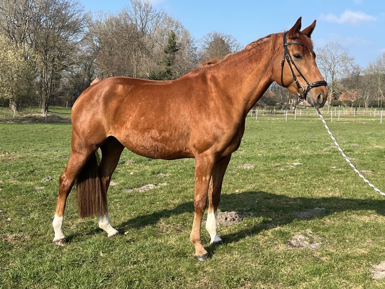 Hannoveraner Stute 7 Jahre 172 cm Fuchs in Beverstedt