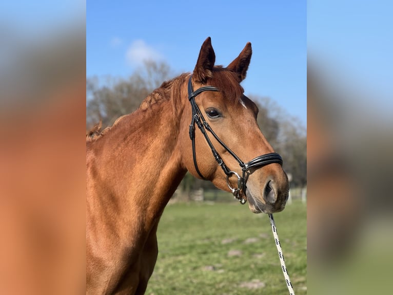 Hannoveraner Stute 7 Jahre 172 cm Fuchs in Beverstedt