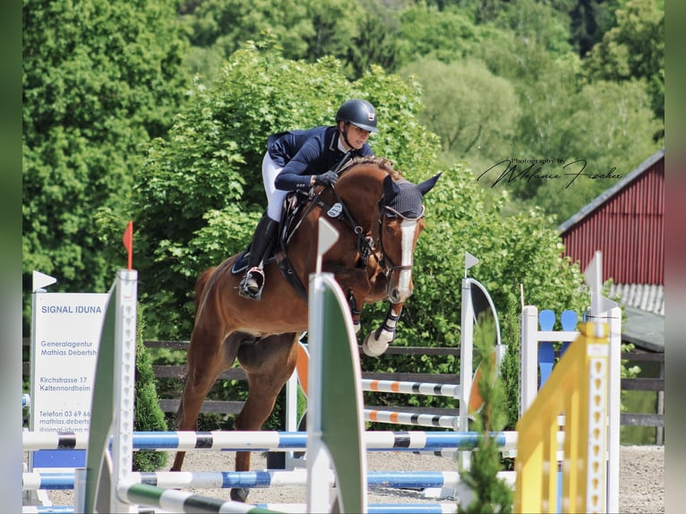 Hannoveraner Stute 7 Jahre 172 cm Fuchs in Alheim