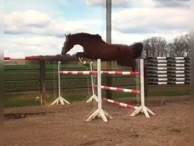 Hannoveraner Stute 7 Jahre 172 cm Fuchs in Alheim