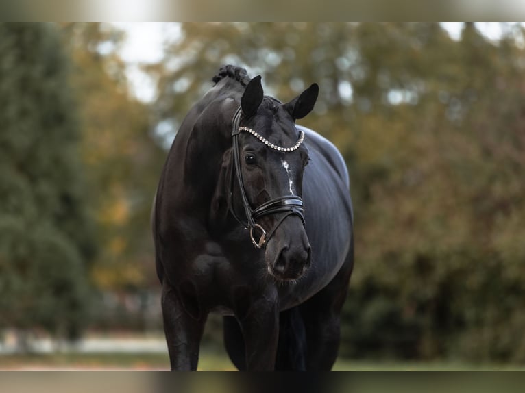 Hannoveraner Stute 7 Jahre 172 cm Rappe in Lippetal