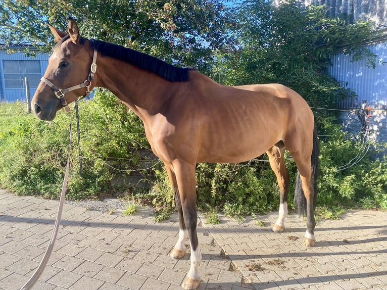Hannoveraner Stute 7 Jahre 173 cm Brauner in Elchingen