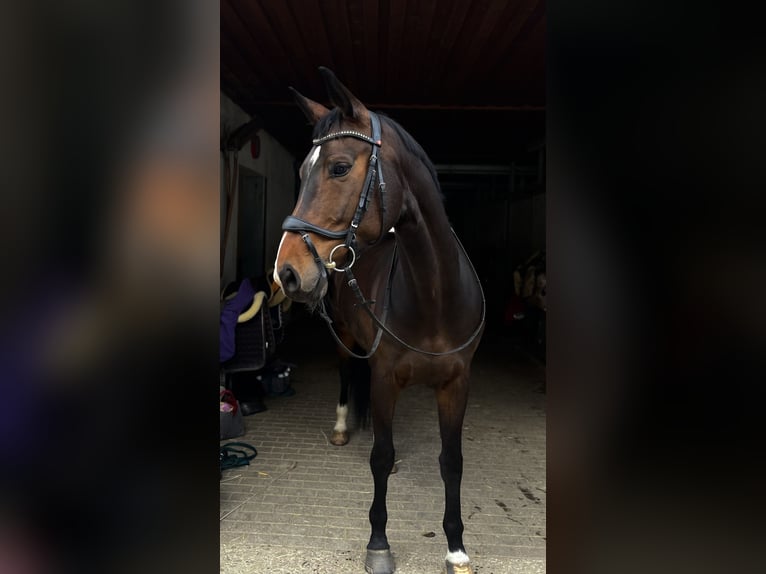 Hannoveraner Stute 7 Jahre 173 cm Dunkelbrauner in Augsburg