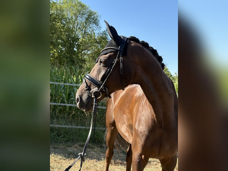 Hannoveraner Stute 7 Jahre 173 cm Dunkelfuchs in Nienberge
