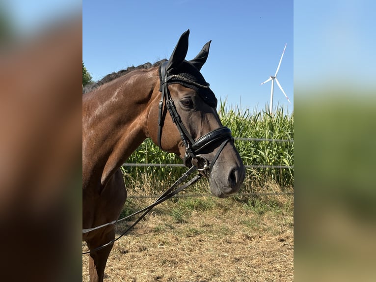 Hannoveraner Stute 7 Jahre 173 cm Dunkelfuchs in Nienberge