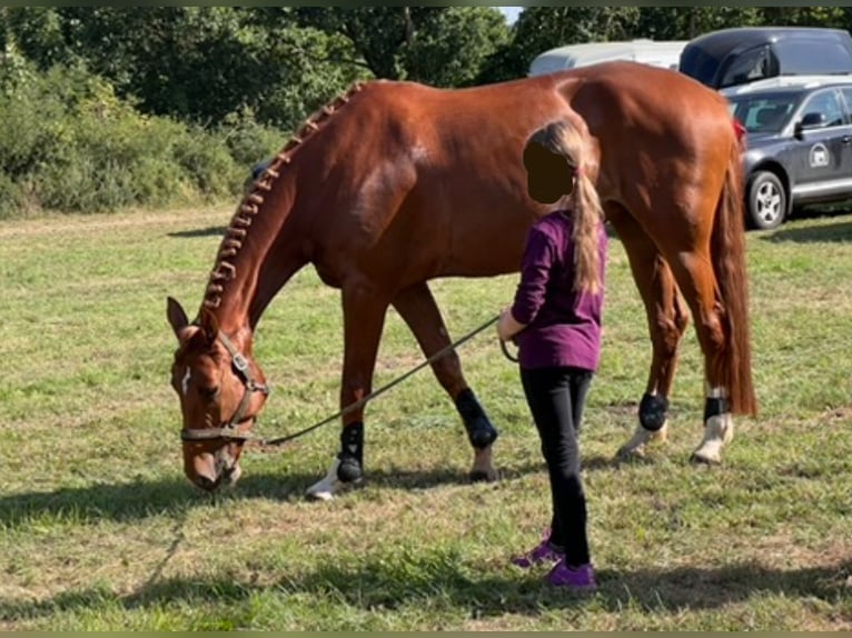 Hannoveraner Stute 7 Jahre 173 cm Fuchs in Beverstedt