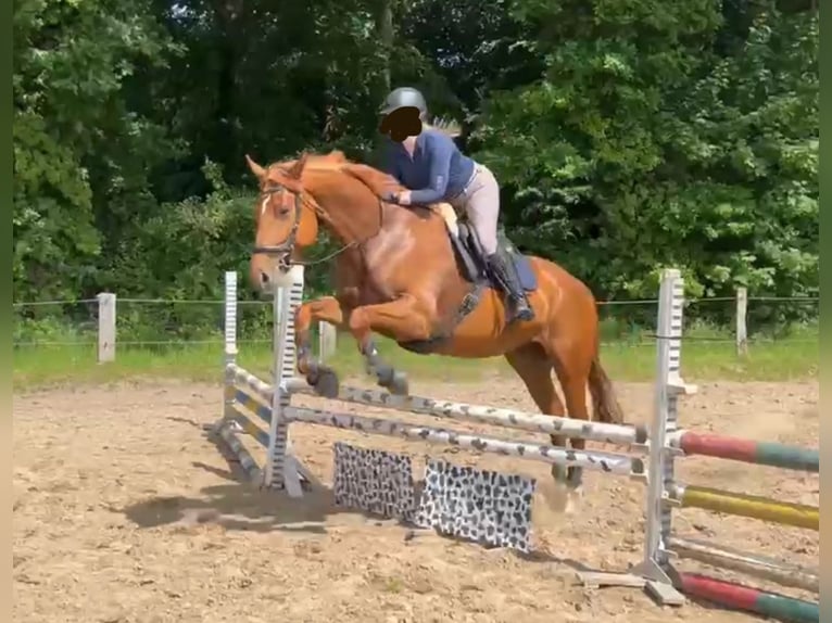 Hannoveraner Stute 7 Jahre 173 cm Fuchs in Beverstedt