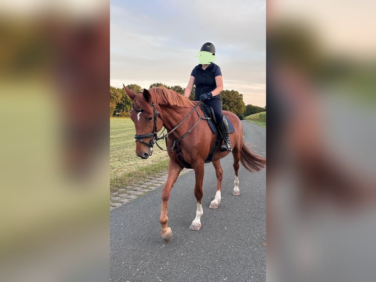 Hannoveraner Stute 7 Jahre 173 cm Fuchs in Beverstedt
