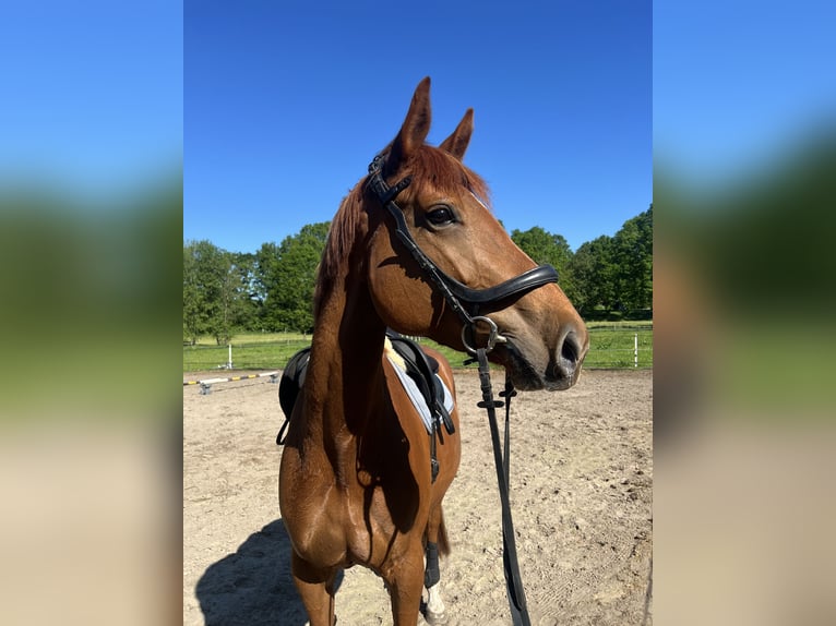 Hannoveraner Stute 7 Jahre 173 cm Fuchs in Beverstedt